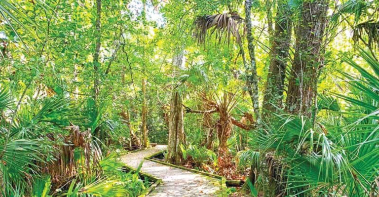 We Stumbled Upon the Most Enchanting Forest in Florida