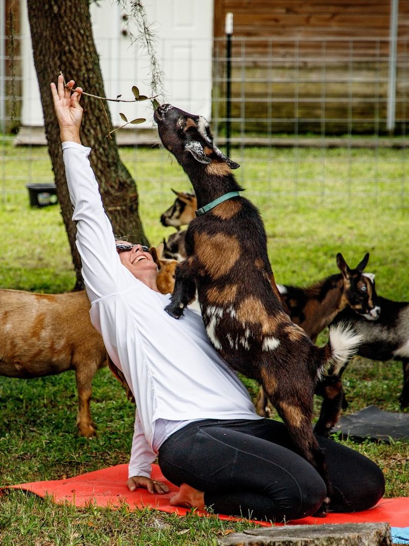 Goat Yoga Classes with Playful Companions