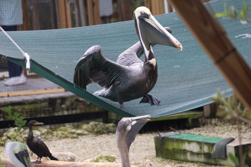 The Birds That Steal the Show
