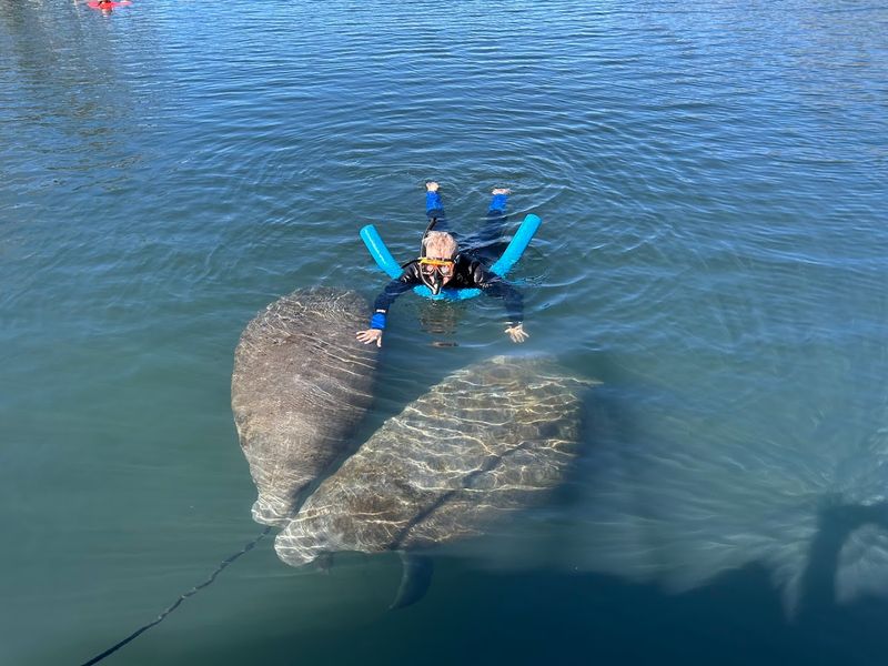 Swimming With Manatees: A Once-in-a-Lifetime Experience