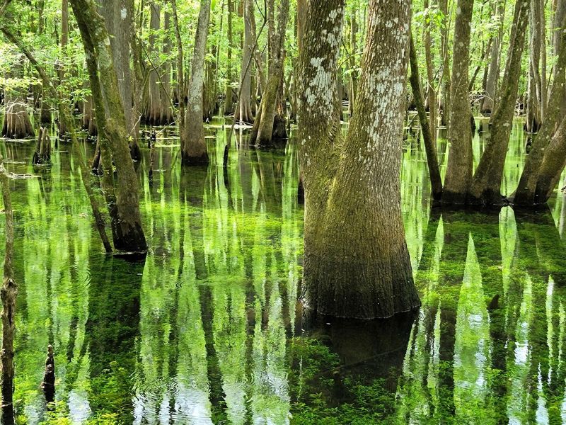 This Florida State Park’s Scenic Boardwalk Leads Straight Into A Towering Cypress Forest