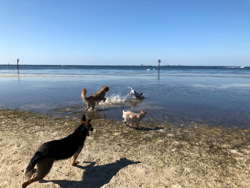 Picnic Island Beach Dog Park – Tampa