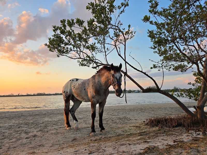 The Rescue Horses Who Make It Happen