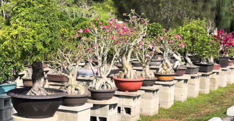 You Can Wander Through More Than 150 Bonsai Trees At This Peaceful Florida Nursery