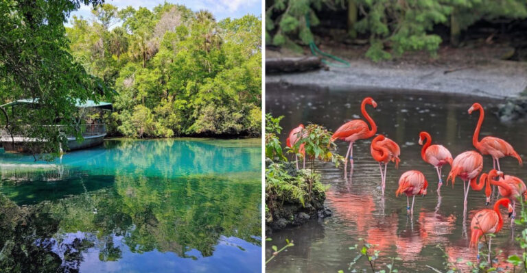 You’ll Want To Spend Hours Exploring This Florida Park And Meeting Its Friendly Residents
