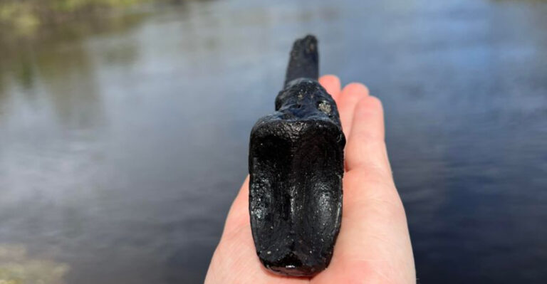 10 Florida Rivers Where You Can Hunt For Shark Teeth, Ancient Bones, And Fossils