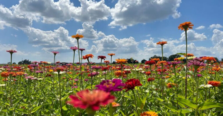 11 Florida Flower Farms With Fields That Look Straight Out of a Dream