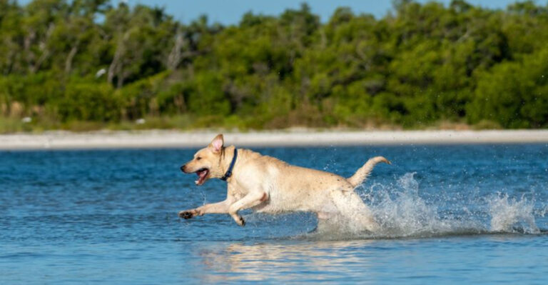 13 Dog-Friendly Florida Places Made for Adventures With Your Pup