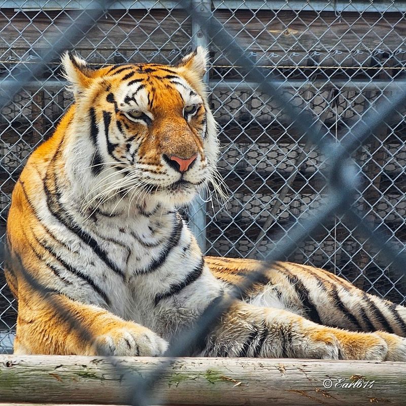 Meet The Legendary Liger