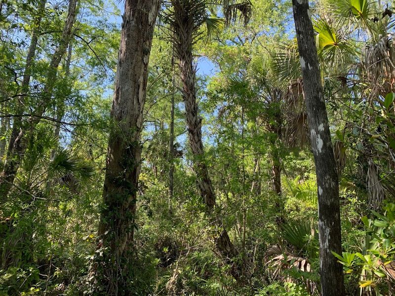 Osprey Nesting Platforms That Crown Every Pole