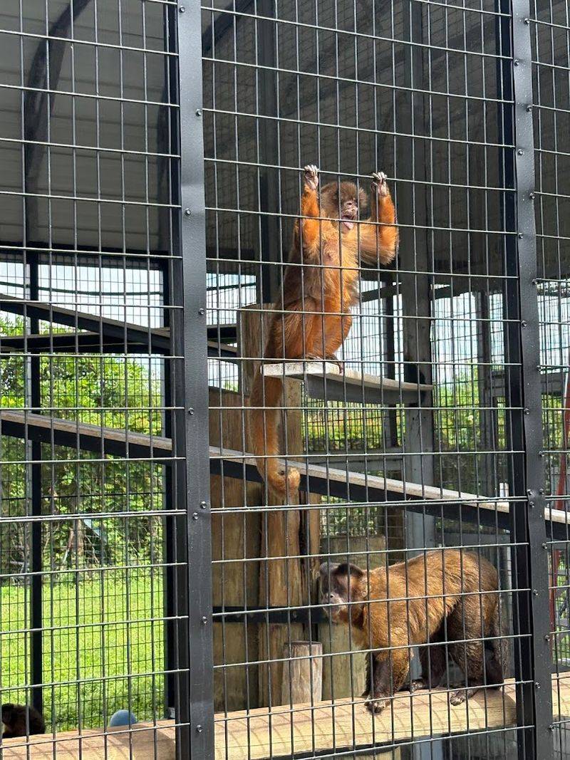 More Than Just Cats—Diverse Animal Residents