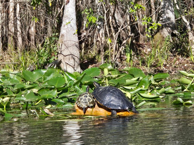 Exotic Birds and Turtles Around Every Bend