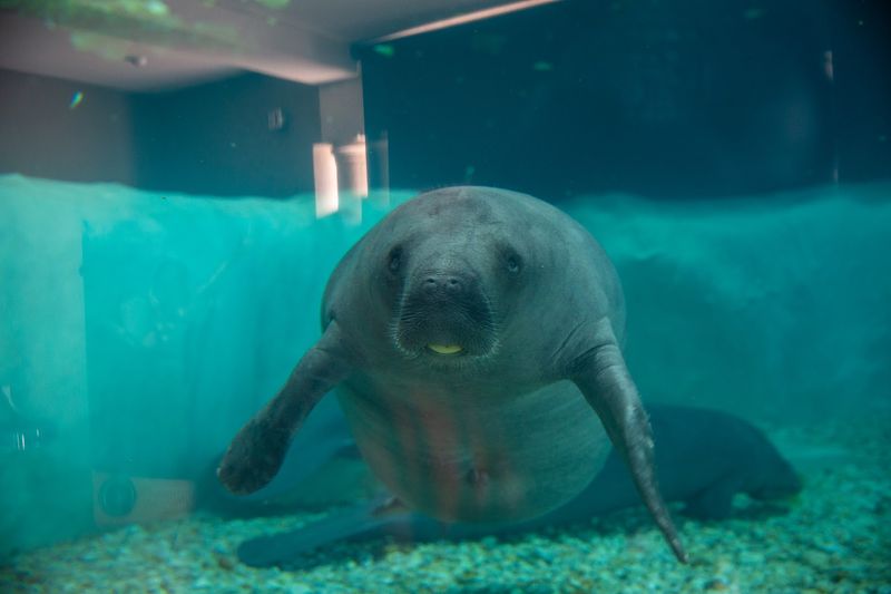 Rescued Manatees Living Their Best Rehabilitation Life