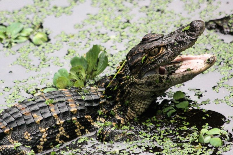 Wildlife Encounters That Feel Like Winning the Lottery