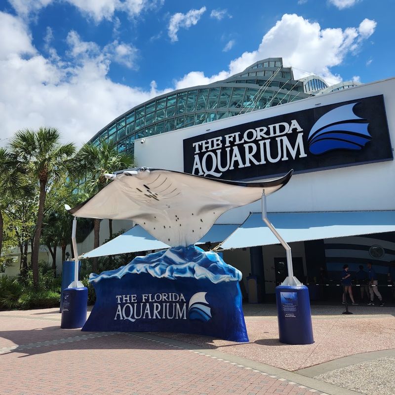 Penguin Point: Antarctic Ambassadors in Tampa