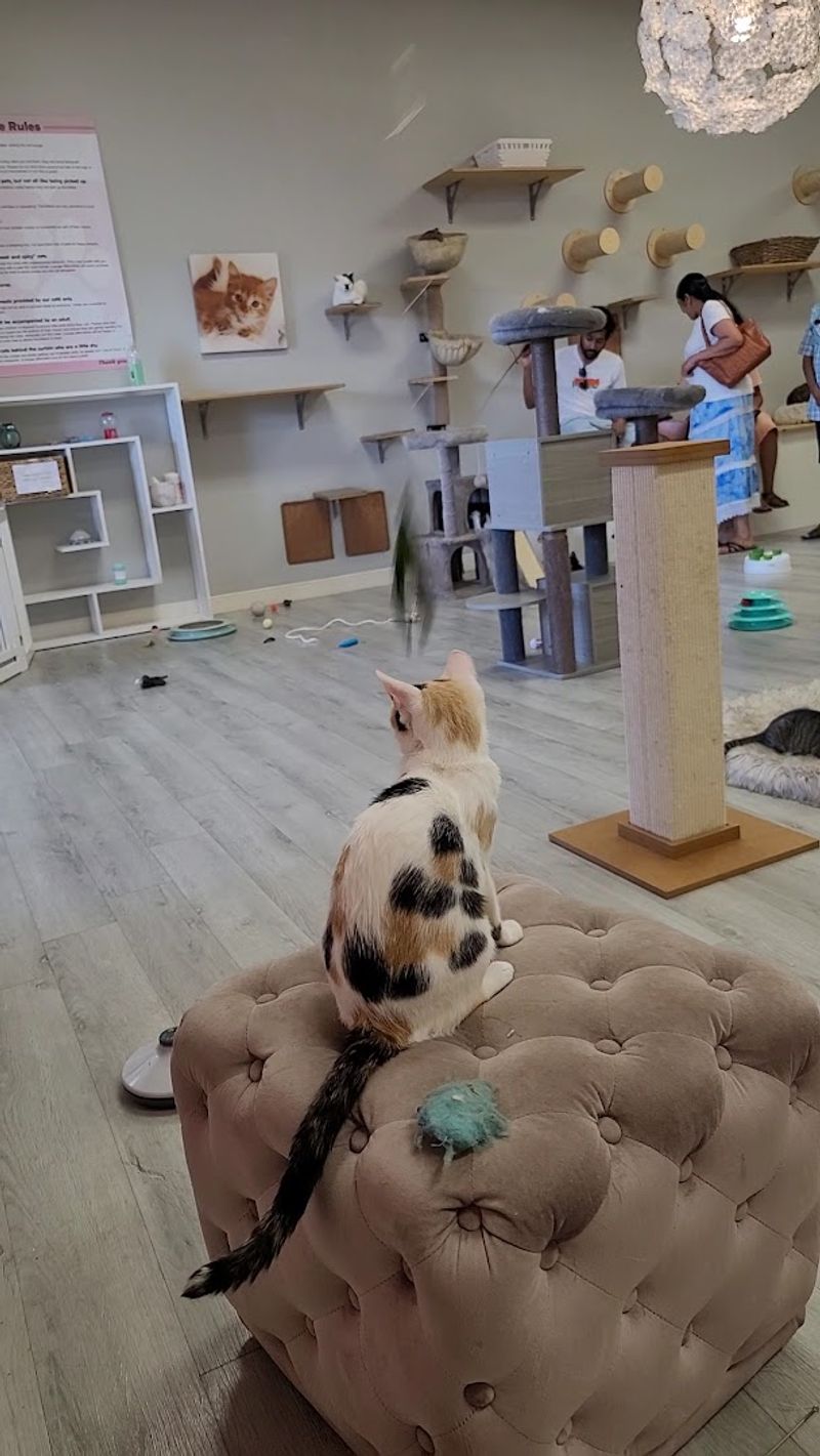 Experience Pure Joy in the Kitten Rooms