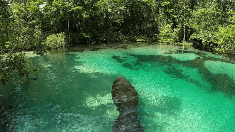 Weeki Wachee River – Spring Hill