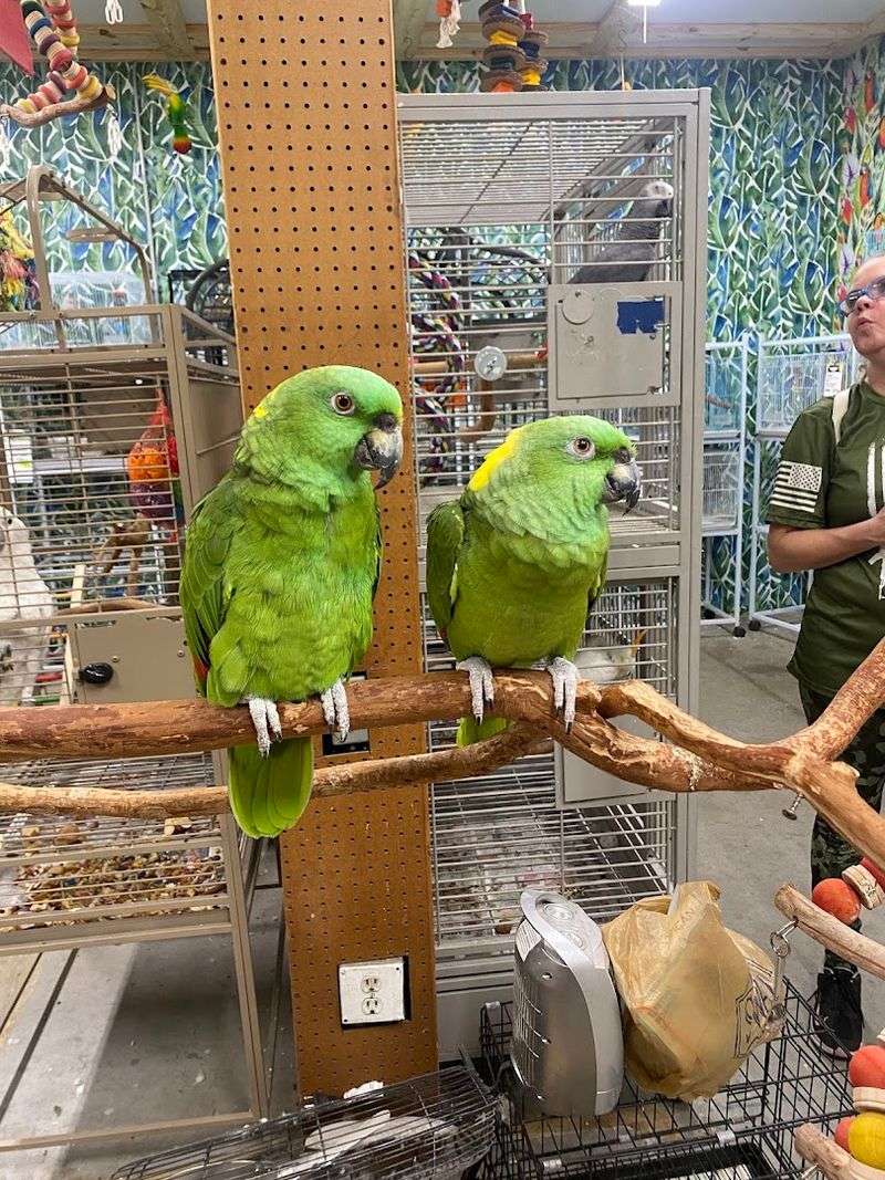 The Bird Section That Amazes Pet Lovers
