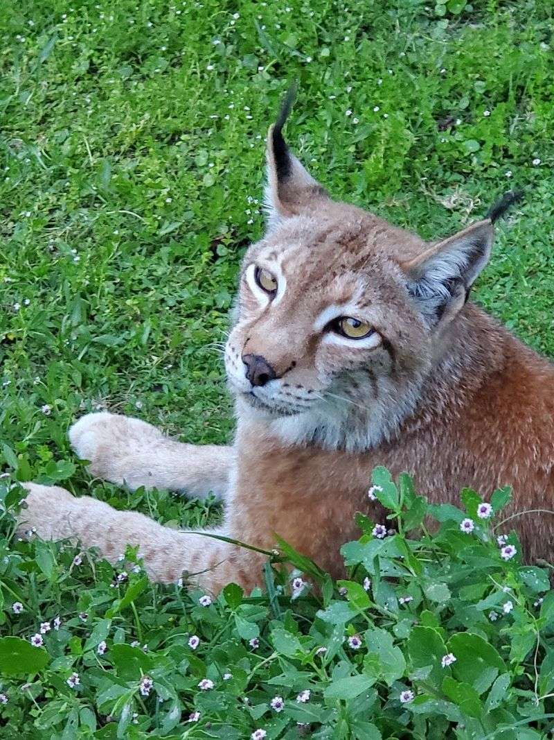 Rescued Animals Living Their Best Lives