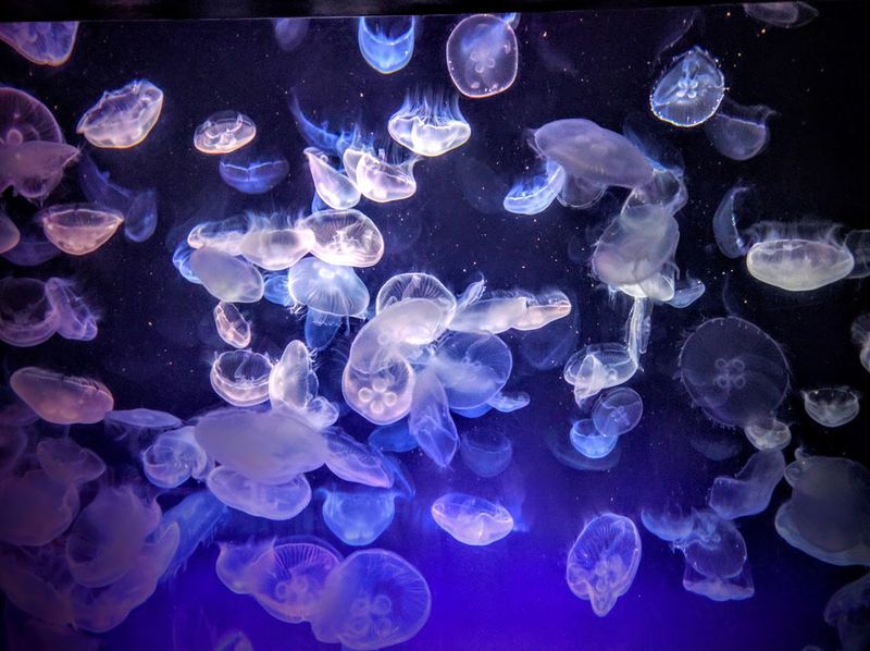 Jellies Gallery: Mesmerizing Translucent Dancers