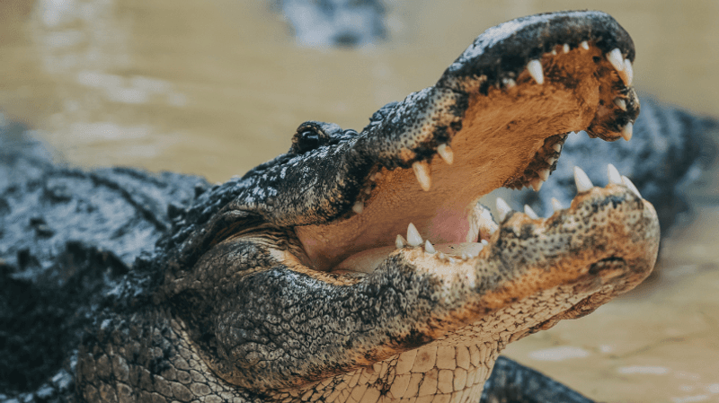 Wild Florida Adventure Park - Kenansville
