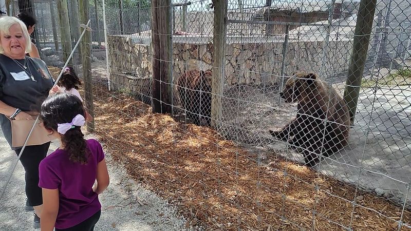 Hand-Feed Lions, Tigers, And Bears Safely