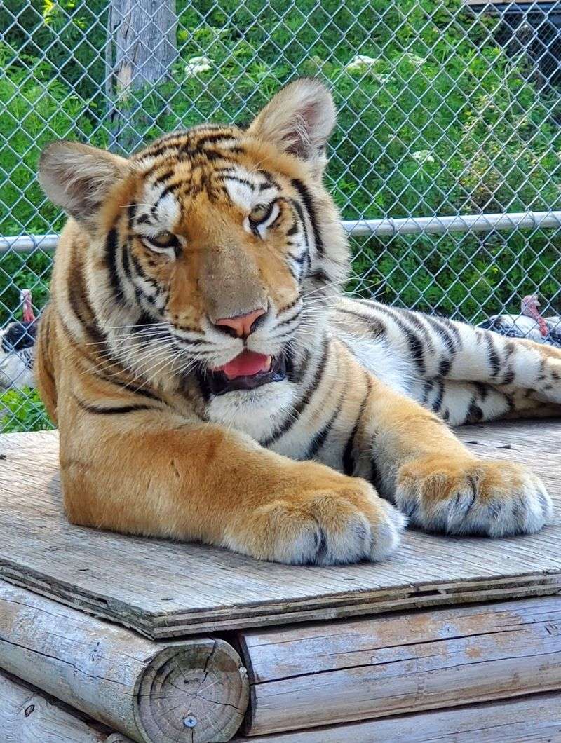Walking Tours That Bring You Face-to-Face with Big Cats