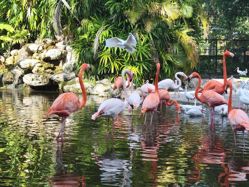 Flamingo Gardens – Davie