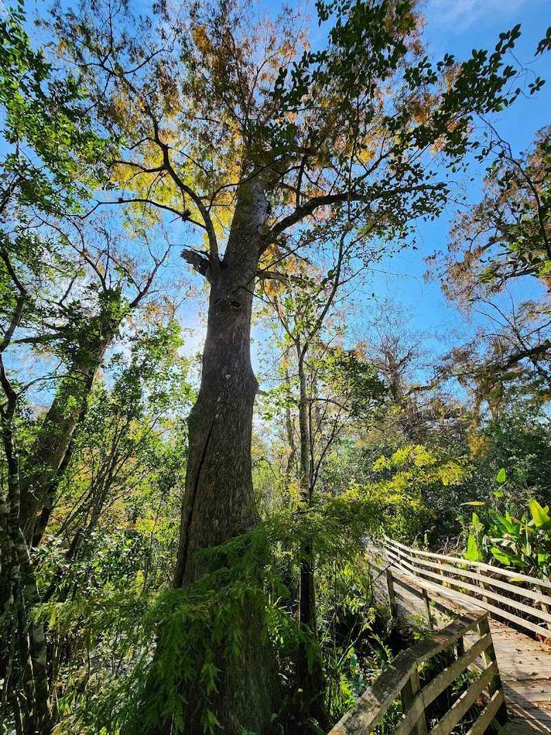 Ancient Cypress Giants That Have Witnessed Centuries