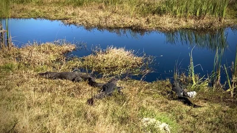 Wildlife Roams Free Like You're the Guest