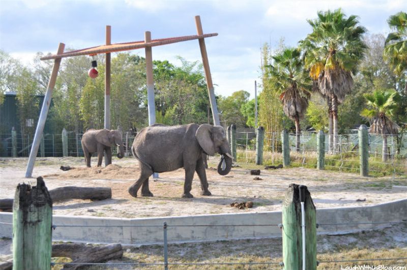 ZooTampa at Lowry Park - Tampa