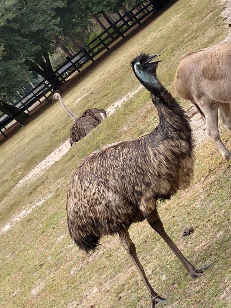 Tour the Ranch and Meet Other Exotic Residents