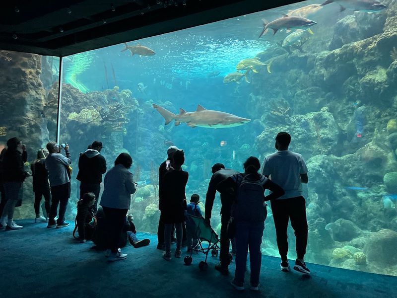 Coral Reef Gallery: Where Sharks Rule the Waters