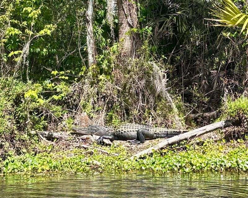 Alligators Sunbathing and Swimming Throughout the River