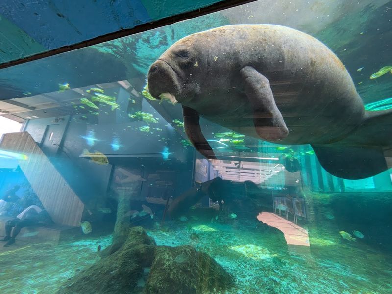 Mote Marine Laboratory & Aquarium - Sarasota