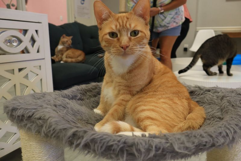 Meet Your New Best Friend in the Main Cat Room