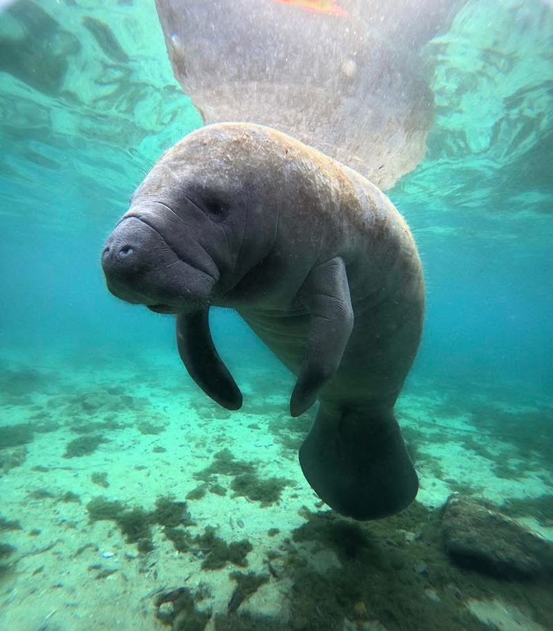 Manatee Encounters in Their Natural Habitat