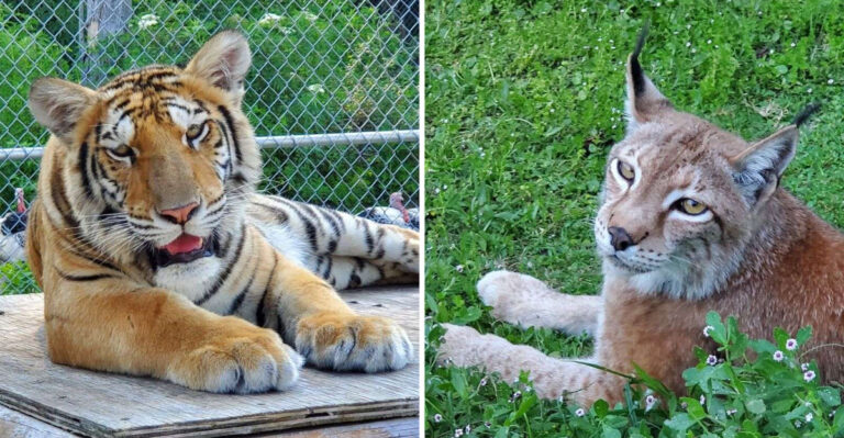 Get an Unforgettable Close-Up View of Tigers and Lions at This Florida Sanctuary