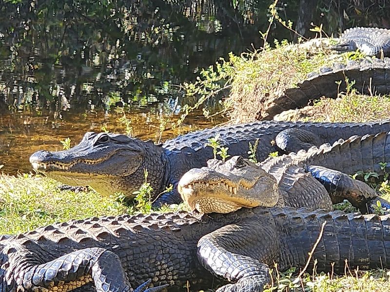 Wildlife Crossings Where Nature Owns the Pavement