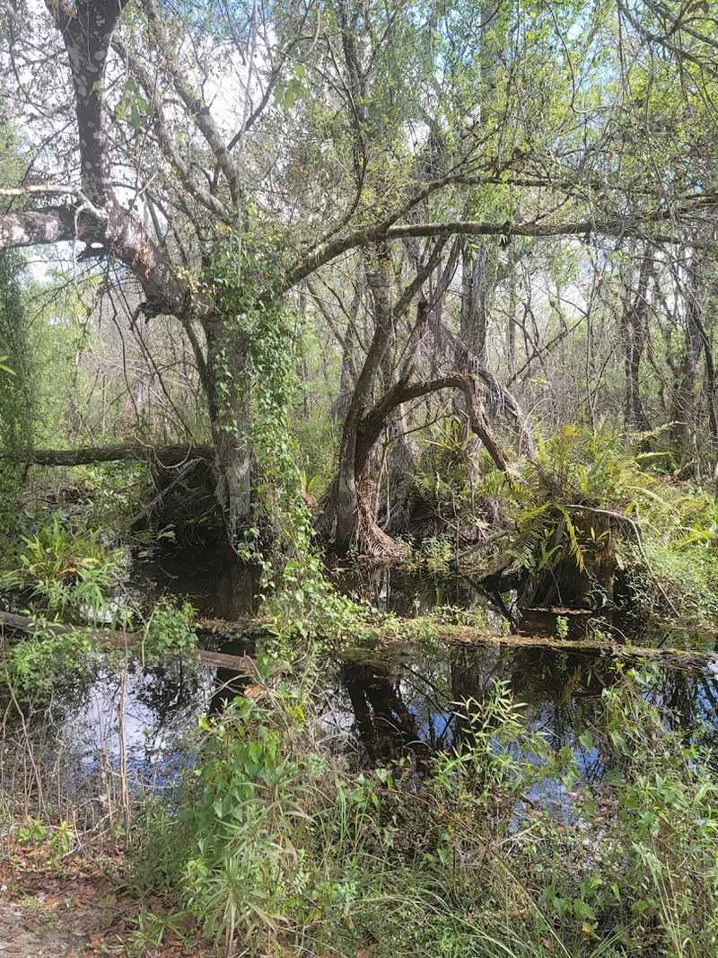 Hurricane Scars That Tell Stories of Survival