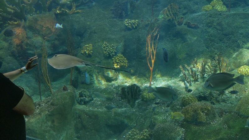Touch Tanks: Get Hands-On with Marine Life