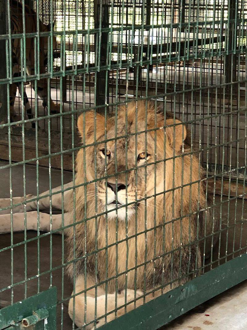 A Sanctuary Built On Genuine Love And Expert Care