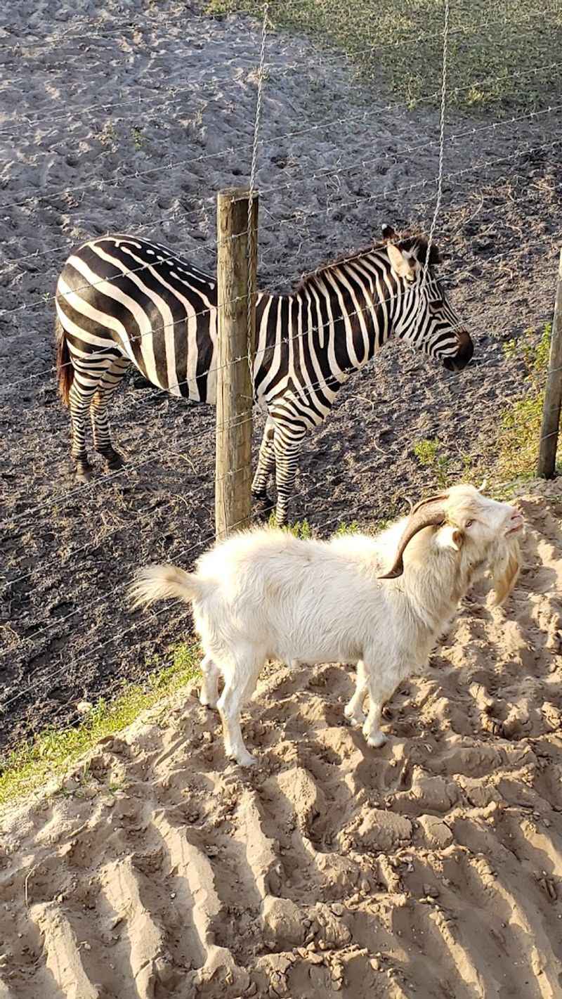 Exotic Animal Feeding Experience Across the Property
