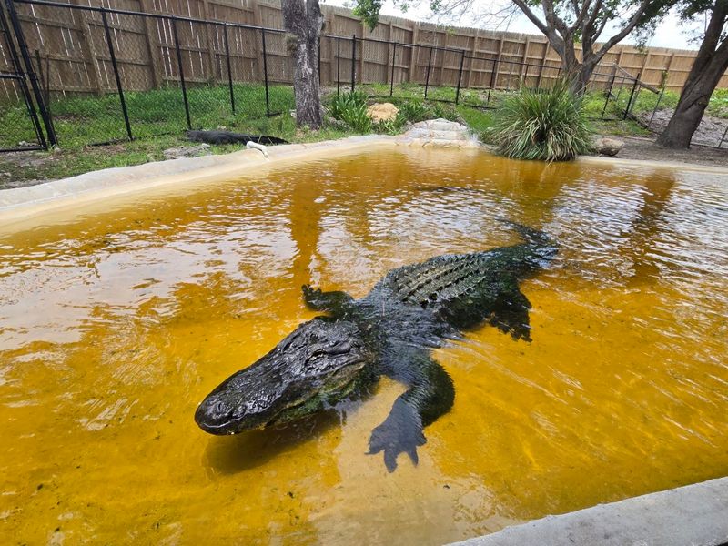 Reptile Encounters That Get Personal