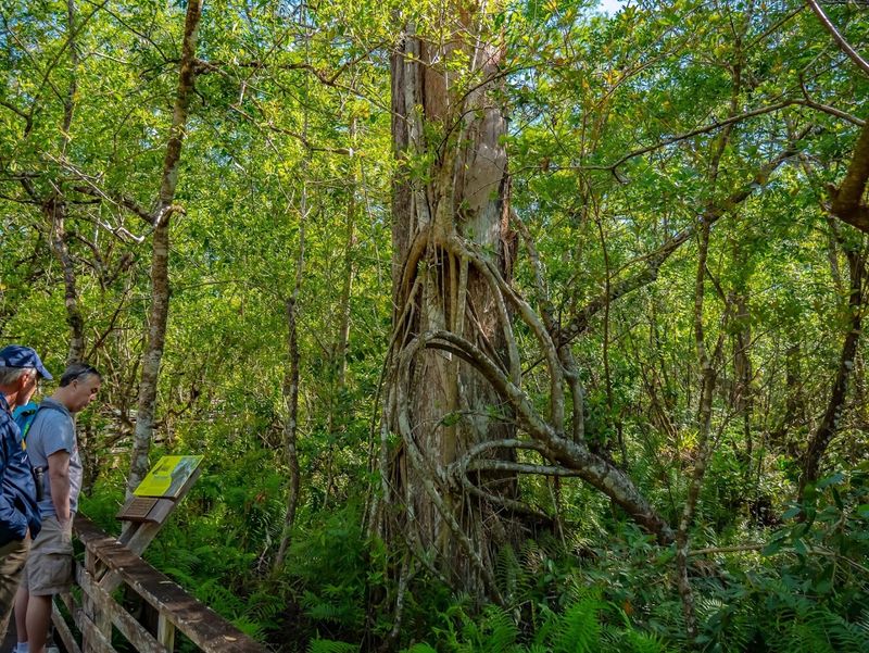 Two Miles of Boardwalk That Never Gets Boring