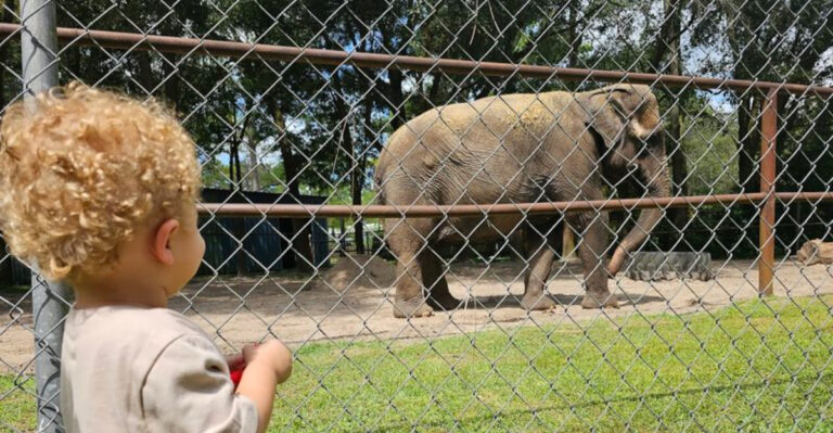 Meet Gentle Giants At This Incredible Elephant Sanctuary In Florida