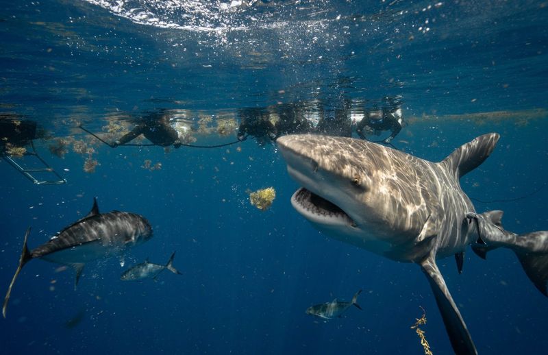 Florida Shark Diving - Jupiter