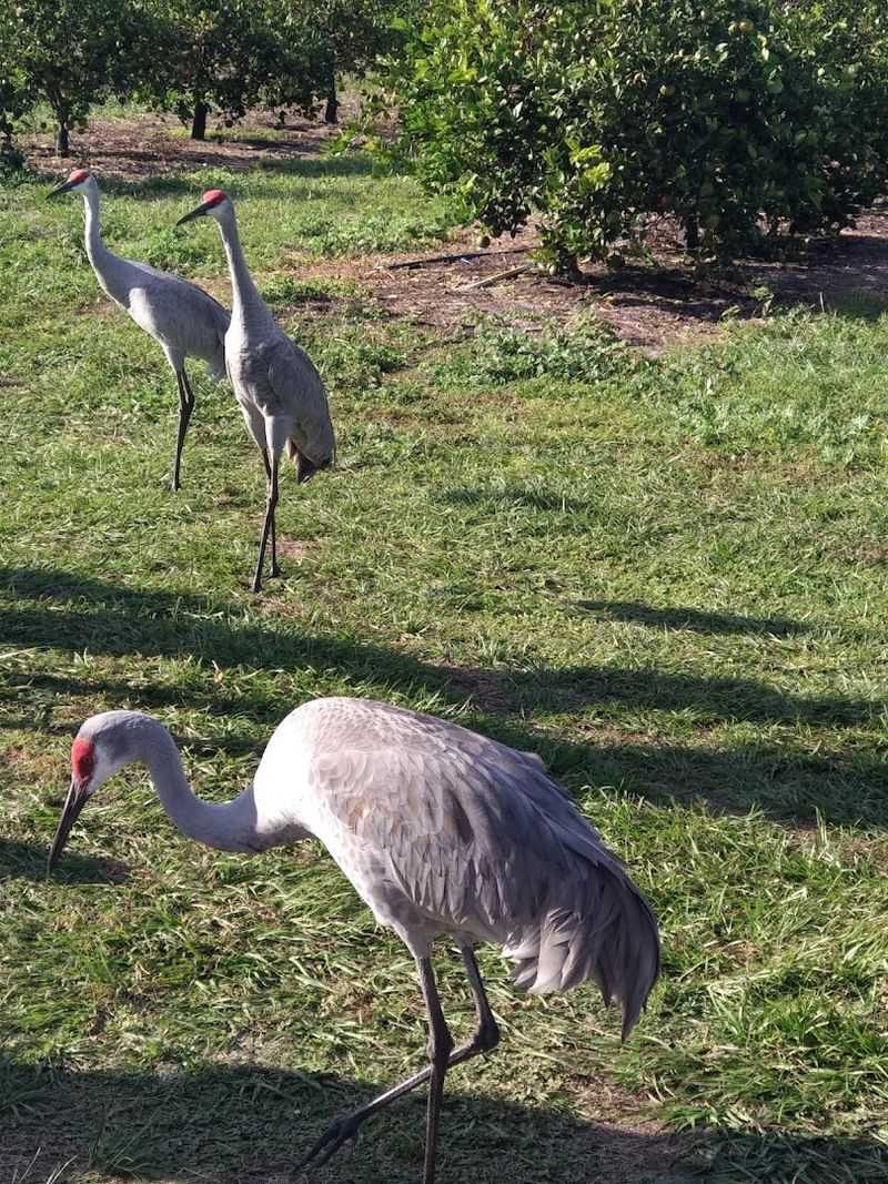 Lemur Encounters and Special Animal Experiences