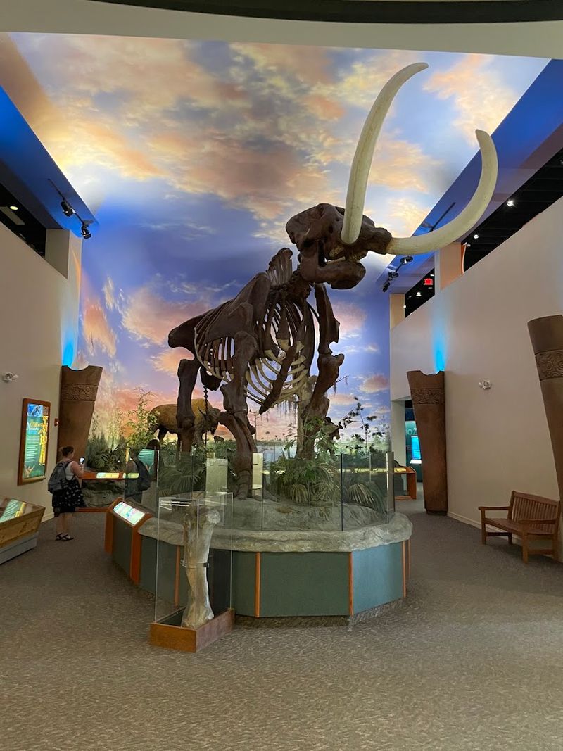 Prehistoric Florida Comes Alive Through Fossils and Dioramas