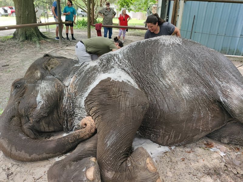 Hands-On Experiences With the Elephants